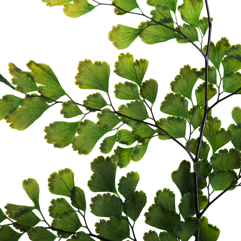 6-10" Oasis Grn Adianthum Fern Pet 6Pc