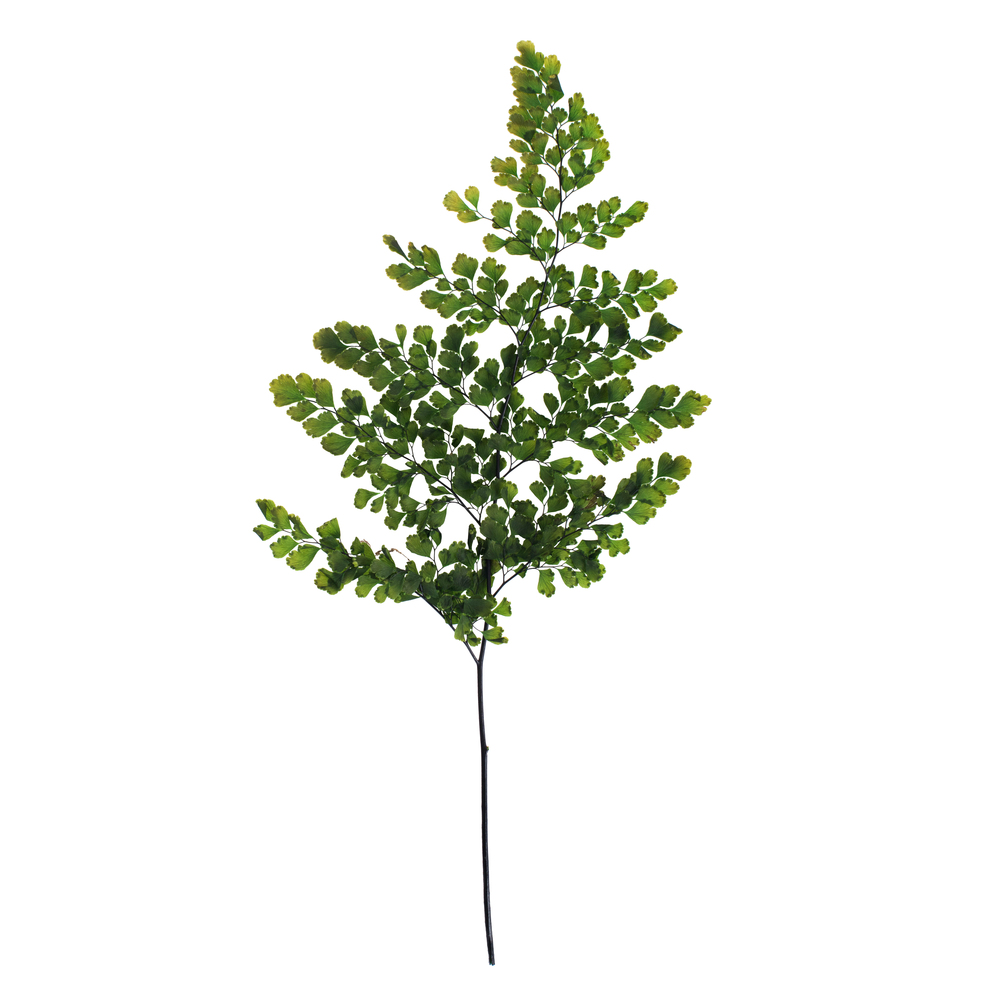 6-10" Oasis Grn Adianthum Fern Pet 6Pc