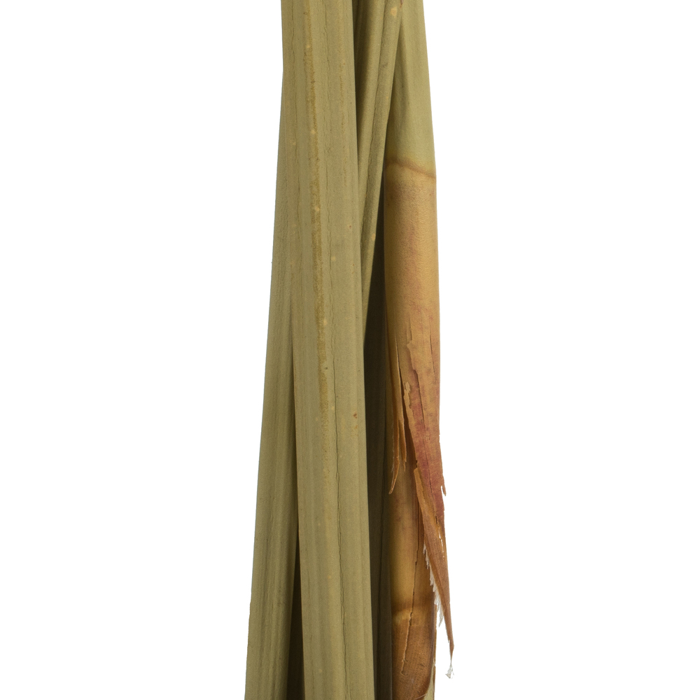Vickerman Natural Dried Artichoke Head attached to a Reed Stem, Dried