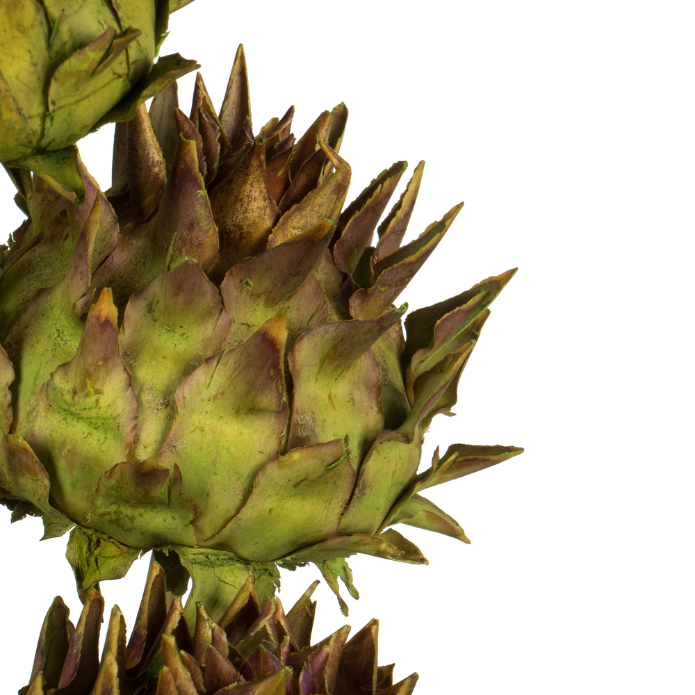 Vickerman Natural Dried Artichoke Head attached to a Reed Stem, Dried