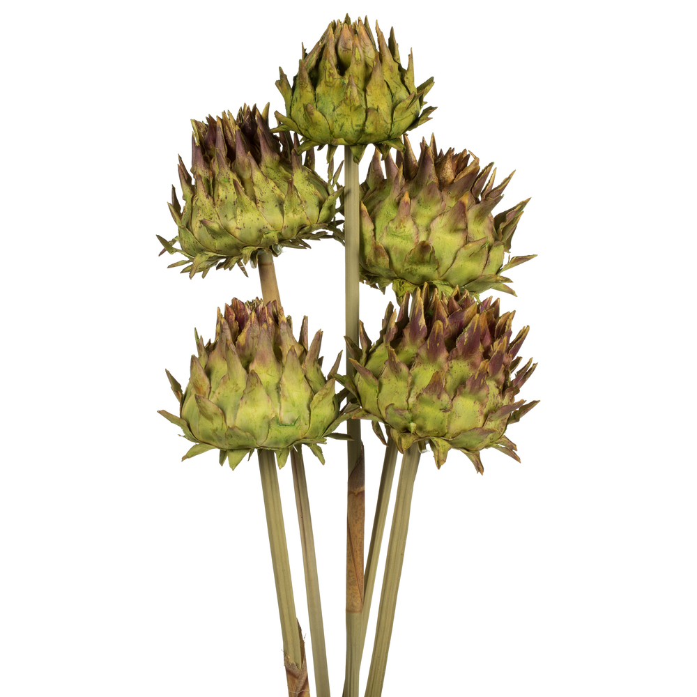 Vickerman Natural Dried Artichoke Head attached to a Reed Stem, Dried