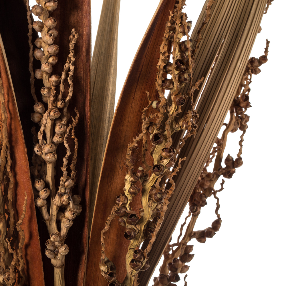 Vickerman 36" Bahia Spears with Seeds, Dried 18 Pack