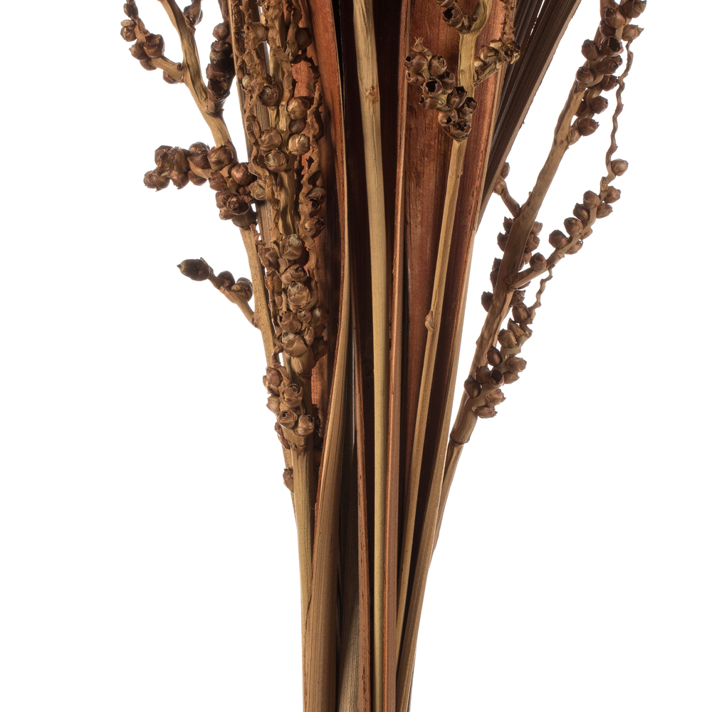 Vickerman 36" Bahia Spears with Seeds, Dried 18 Pack