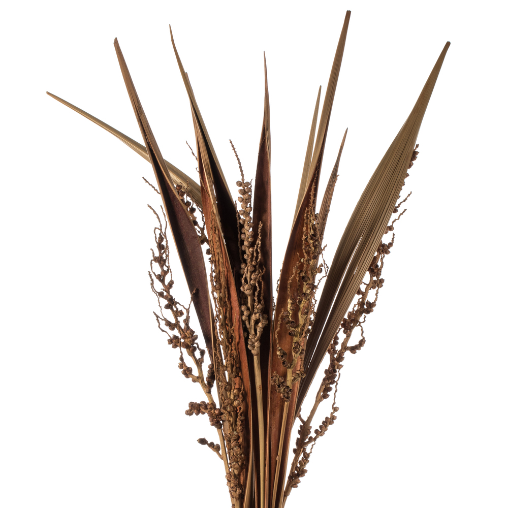 Vickerman 36" Bahia Spears with Seeds, Dried 18 Pack