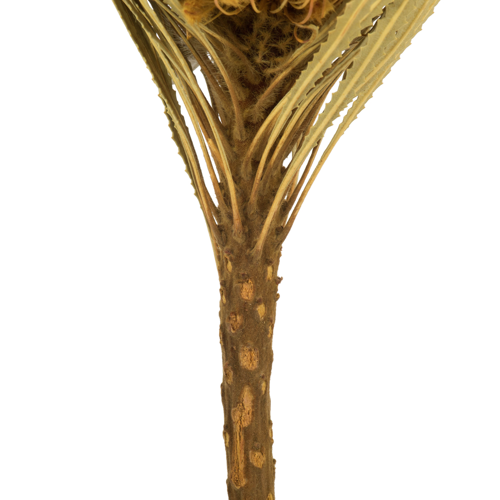 Vickerman 12" Banksia Flower with Dyed Foliage, Dried