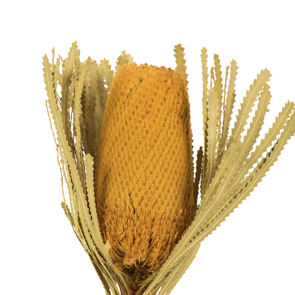 Vickerman 12" Banksia Flower with Dyed Foliage, Dried
