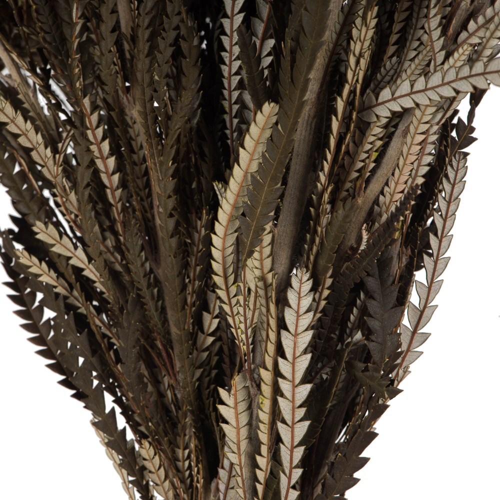 12" Autumn Banksia Foliage Flower 4oz