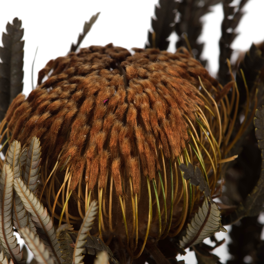 12" Autumn Banksia Foliage Flower 4oz