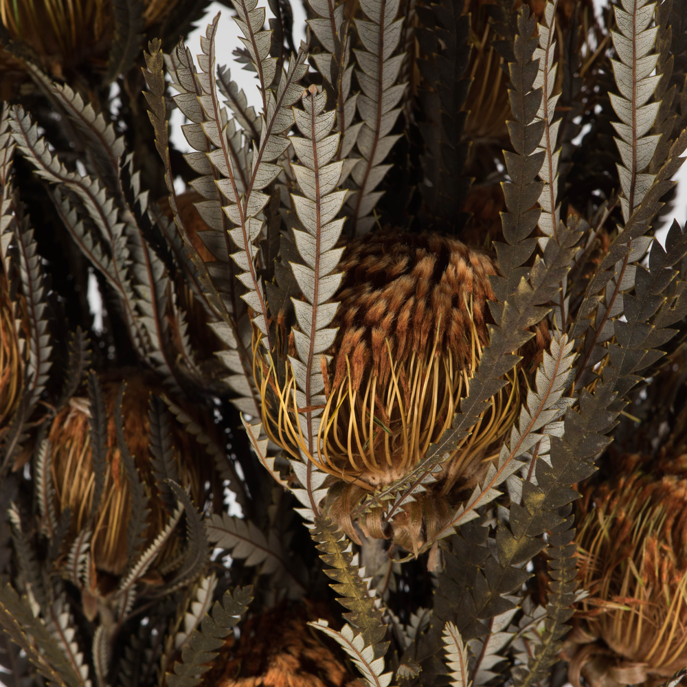 12" Autumn Banksia Foliage Flower 4oz