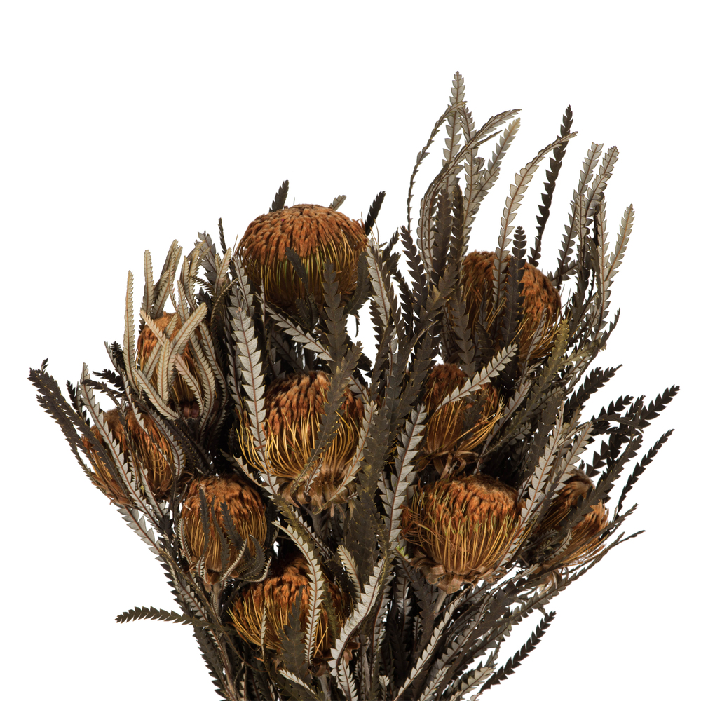 12" Autumn Banksia Foliage Flower 4oz