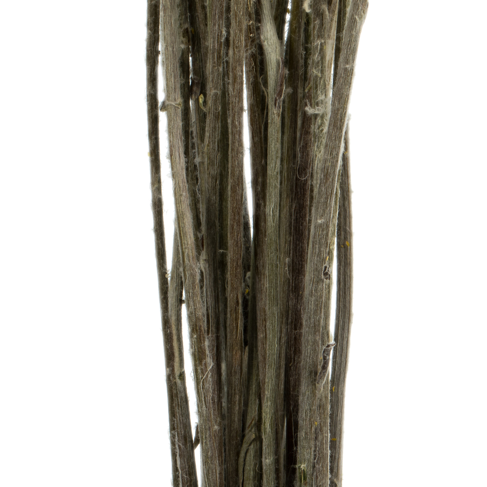 16-18" Yellow Billy Buttons 25-30 Stems