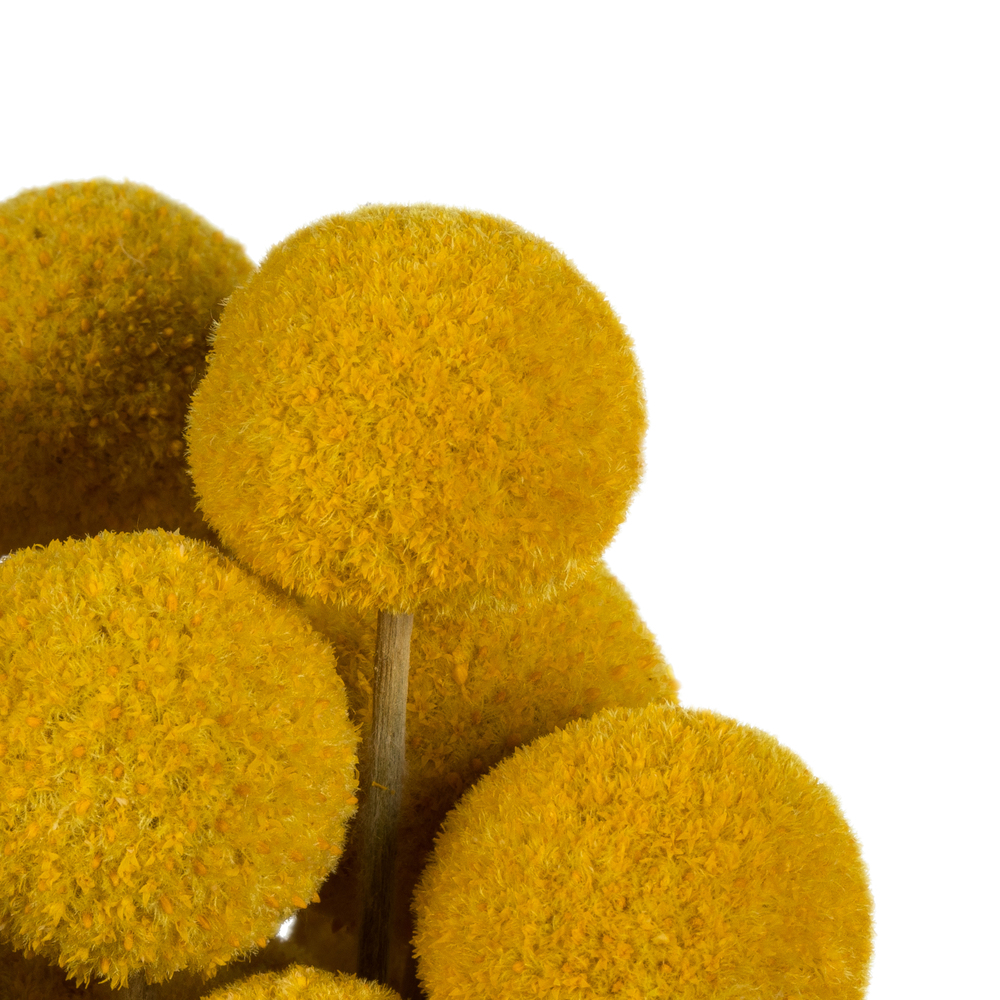 16-18" Yellow Billy Buttons 25-30 Stems