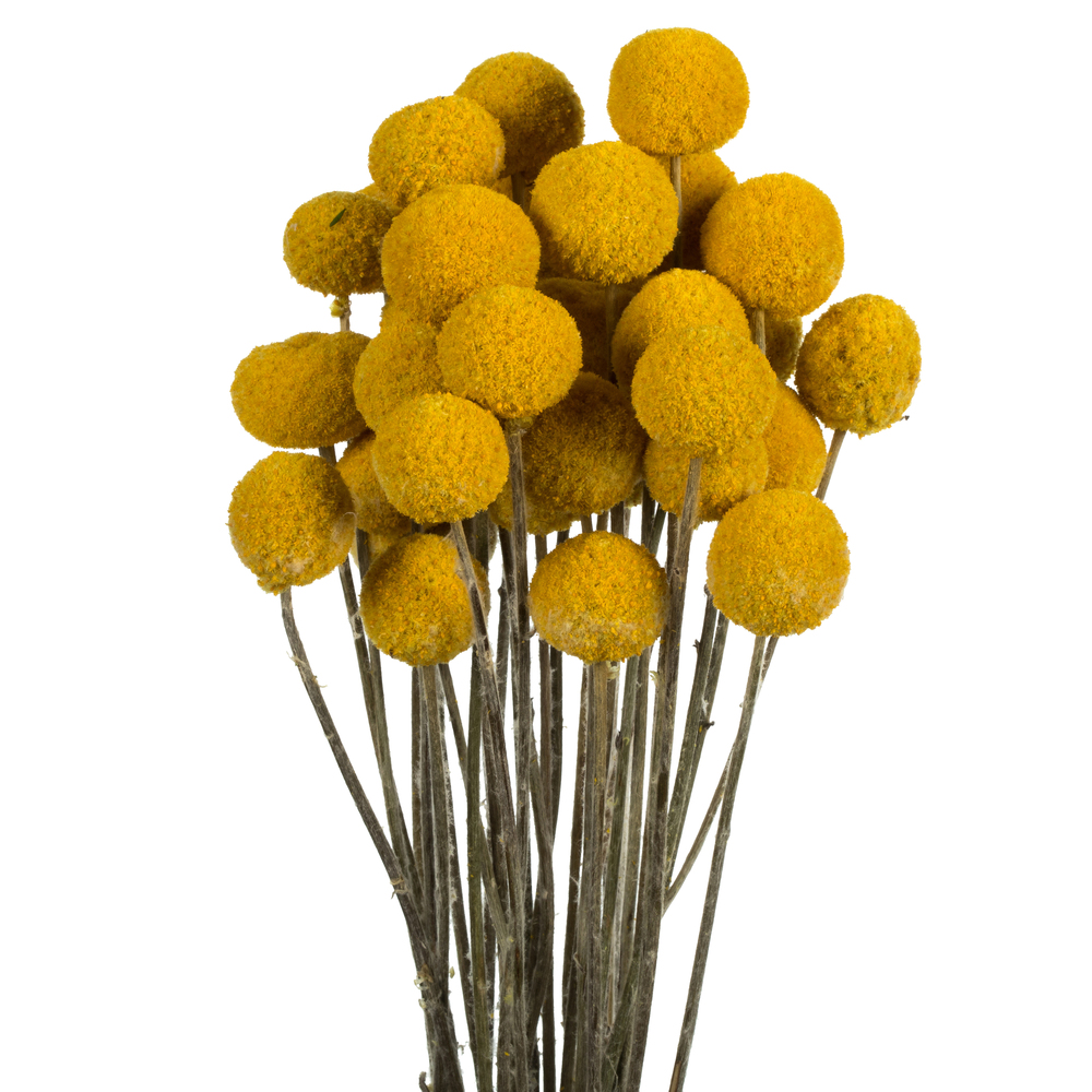16-18" Yellow Billy Buttons 25-30 Stems