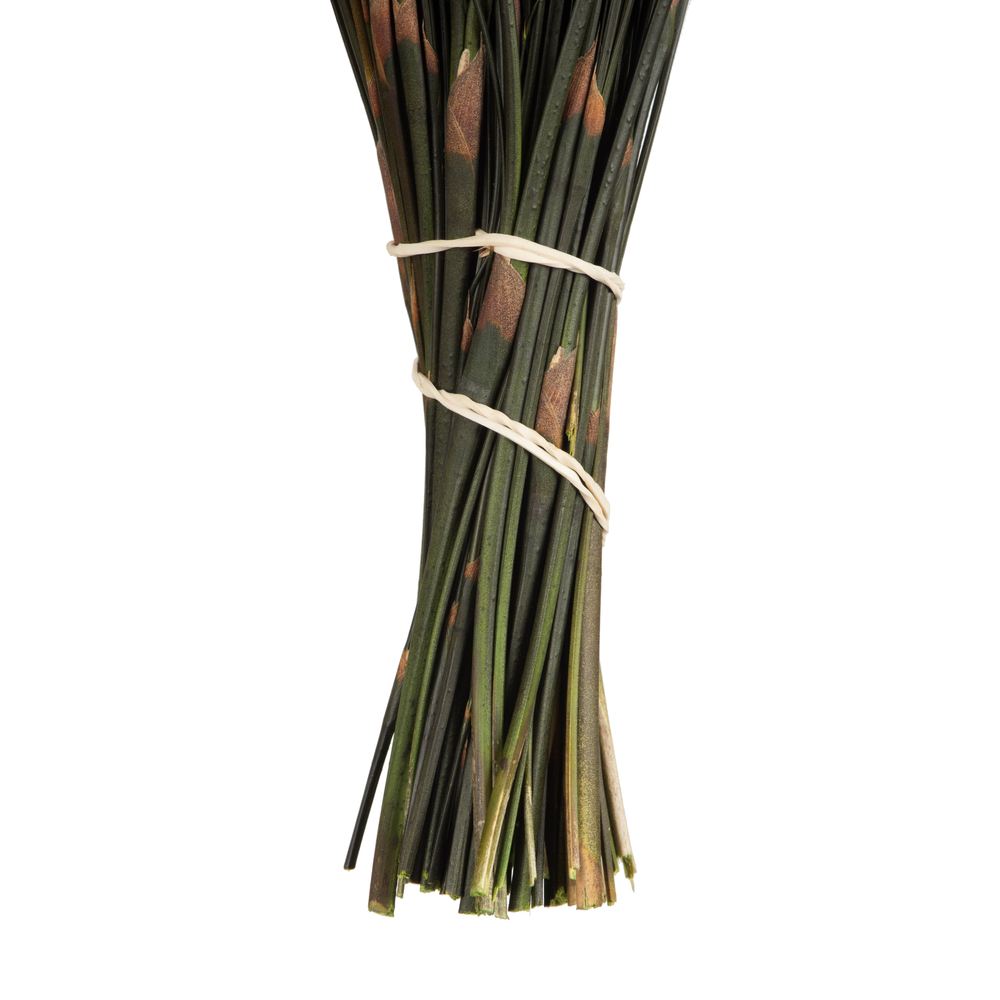Vickerman 15-20" Natural Bell Grass, Preserved