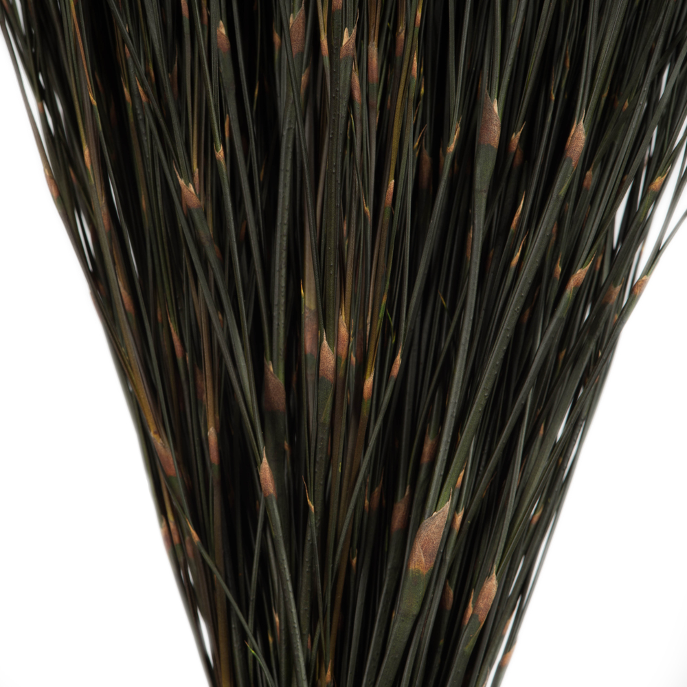 Vickerman 15-20" Natural Bell Grass, Preserved