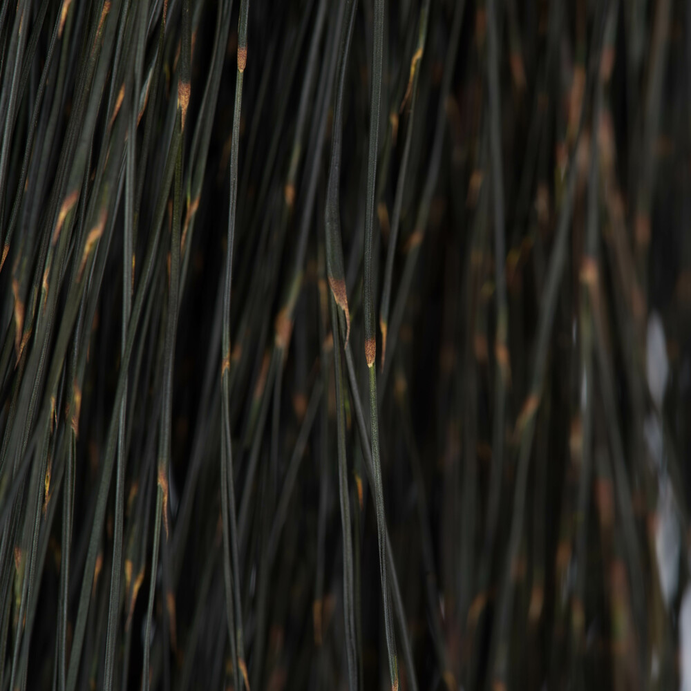 Vickerman 15-20" Natural Bell Grass, Preserved