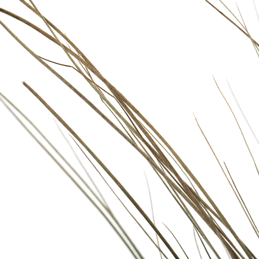 Vickerman 35"-40" Bright Grass Bundle, Dried