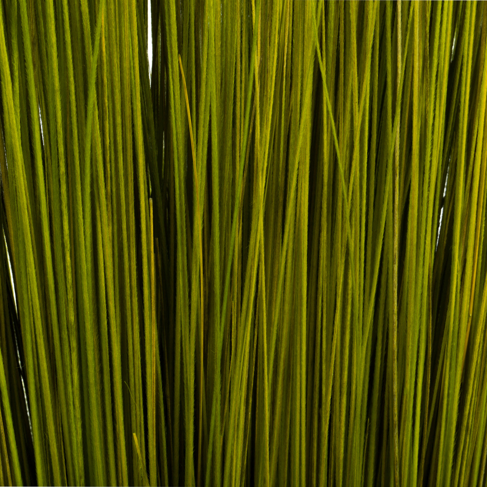 Vickerman Bright Grass, Dried