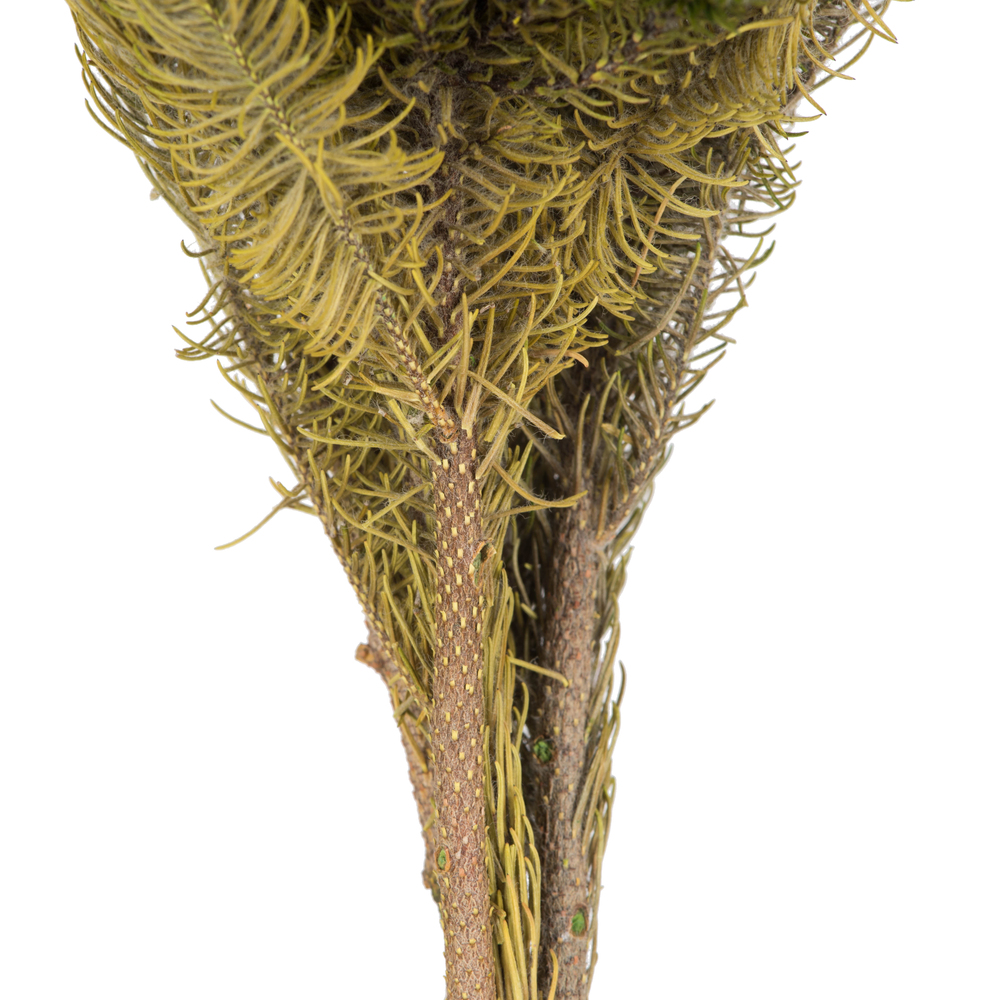 Vickerman Brunia Stem Bundle, Preserved