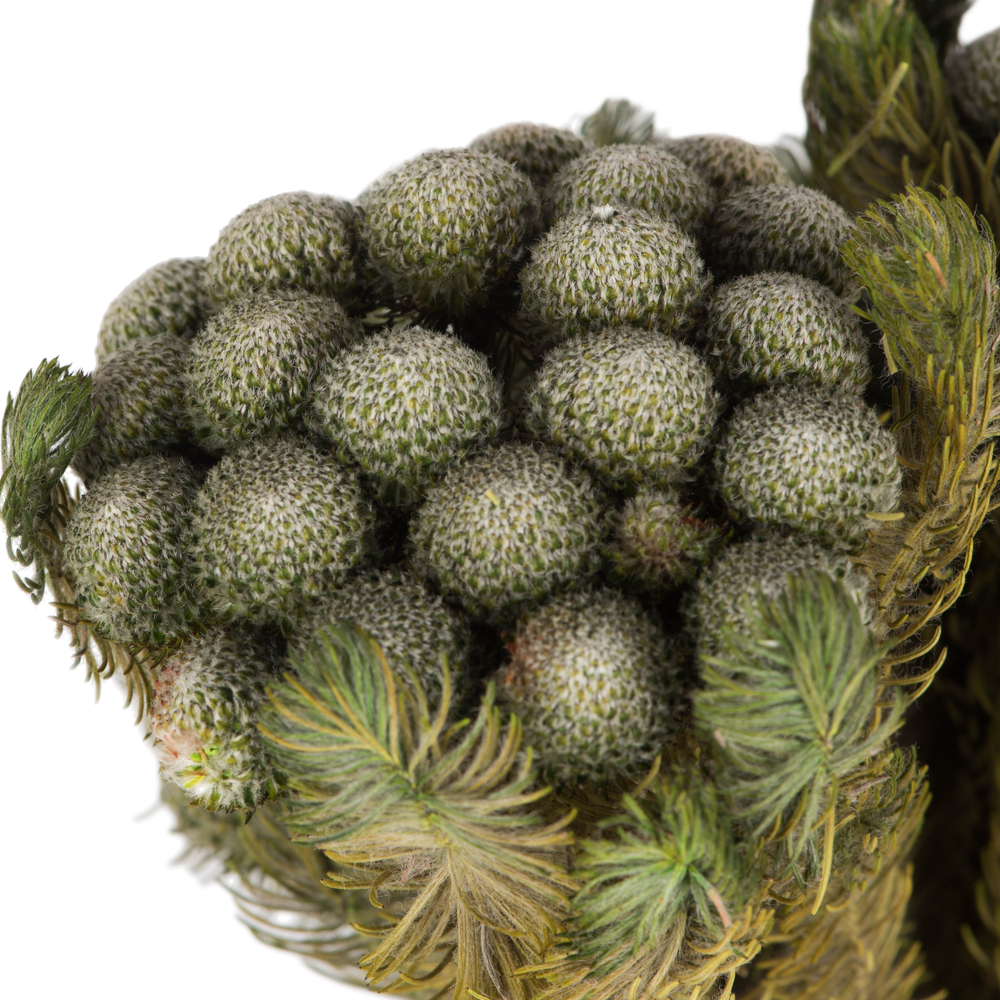 Vickerman Brunia Stem Bundle, Preserved