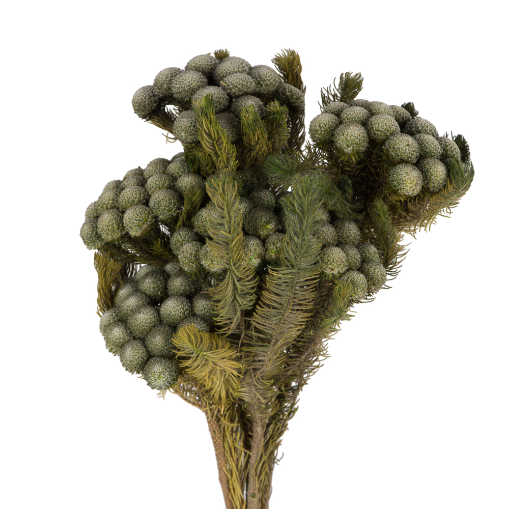 Vickerman Brunia Stem Bundle, Preserved