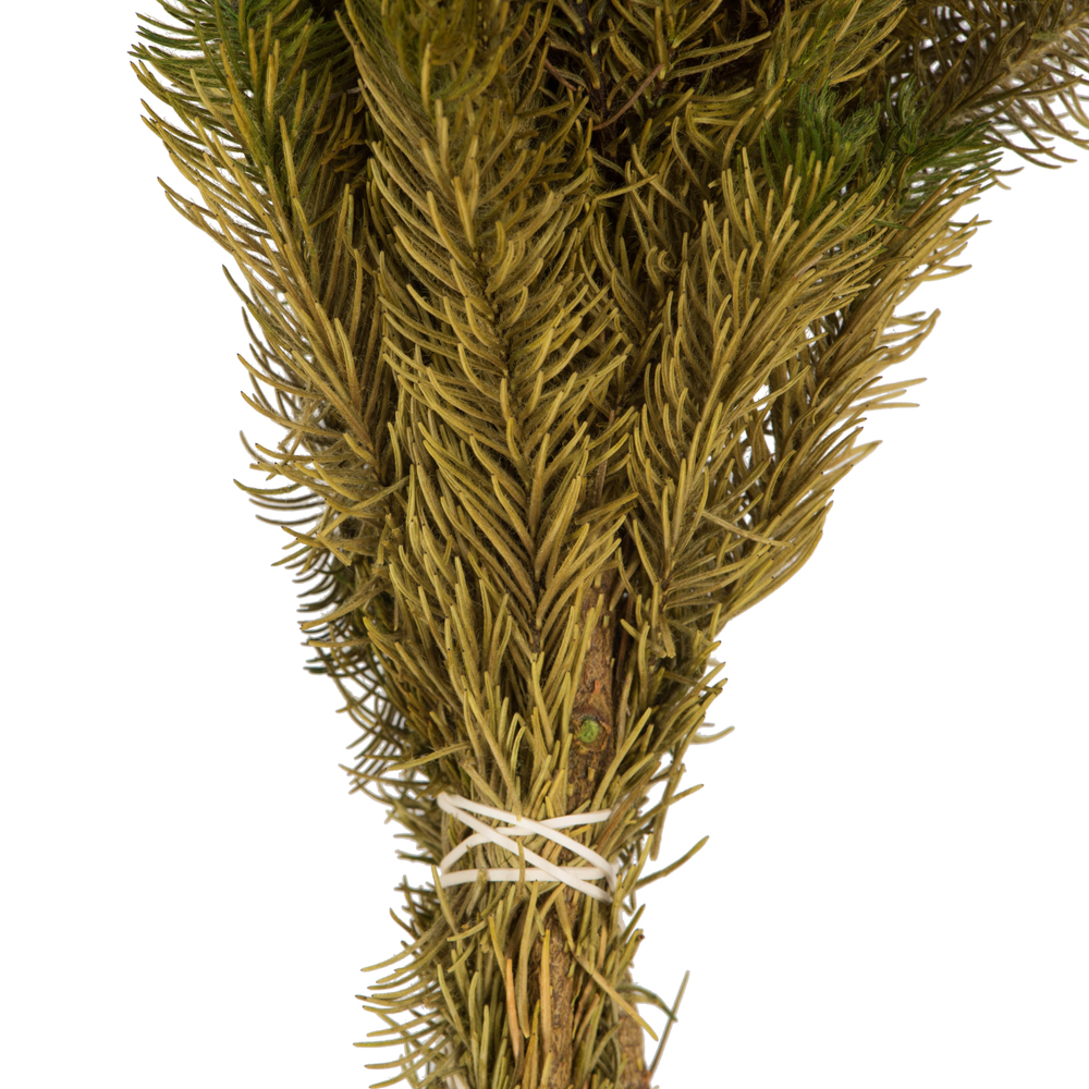 Vickerman Brunia Stem Bundle, Preserved
