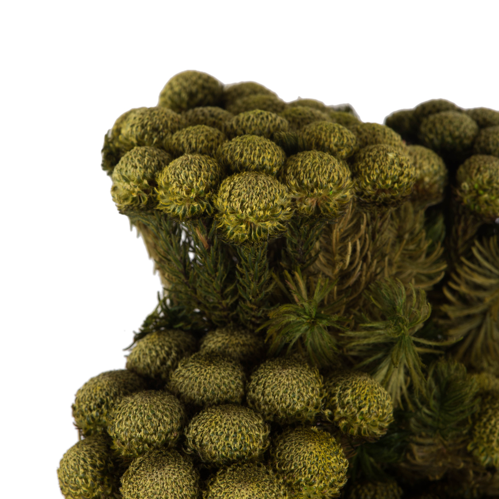 Vickerman Brunia Stem Bundle, Preserved