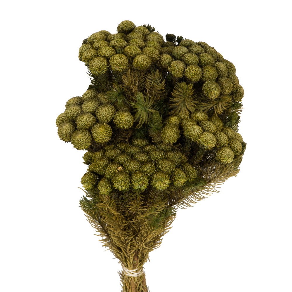Vickerman Brunia Stem Bundle, Preserved