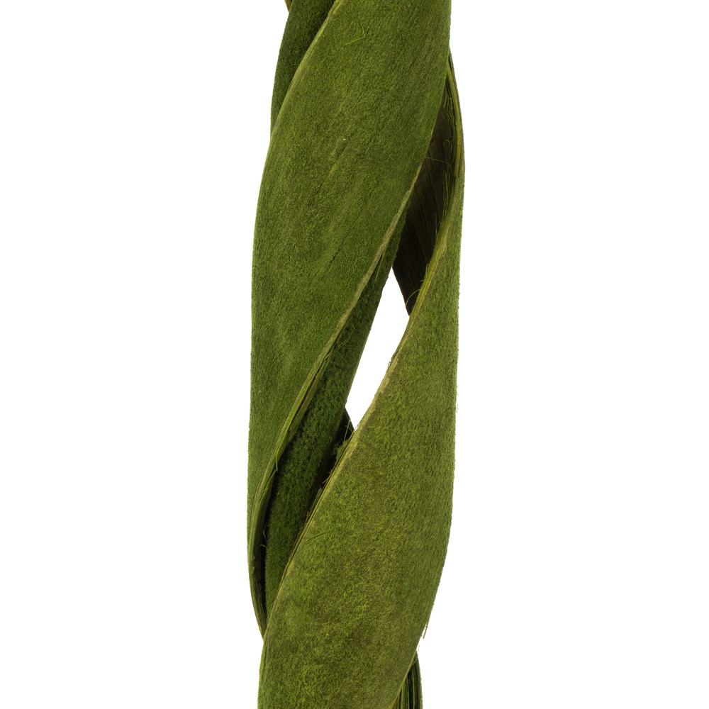45-48" Curled Basil Coco Velvet Stems