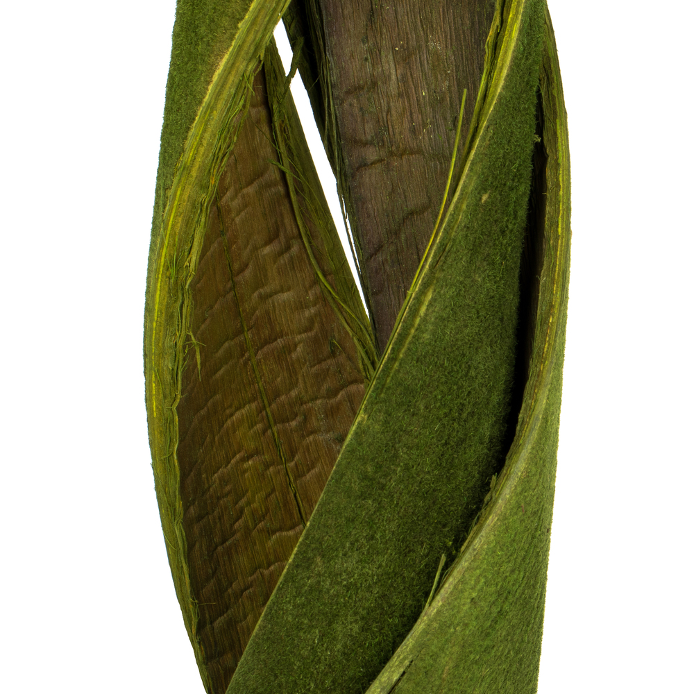 45-48" Curled Basil Coco Velvet Stems