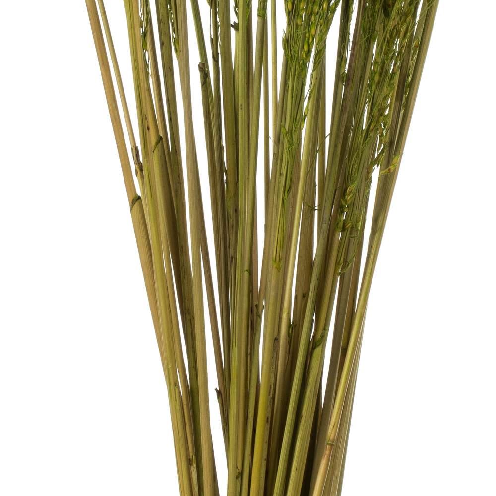 Vickerman 36" Congo Grass Bundle, 8 oz Dried