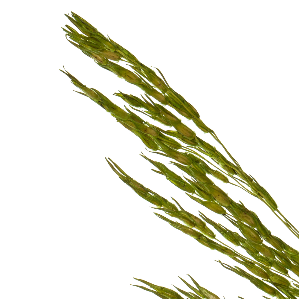 Vickerman 36" Congo Grass Bundle, 8 oz Dried