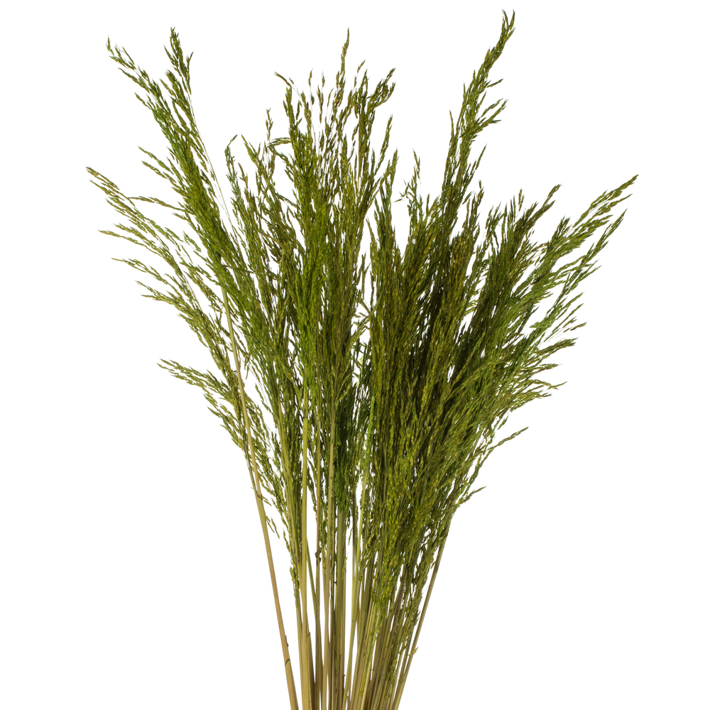 Vickerman 36" Congo Grass Bundle, 8 oz Dried