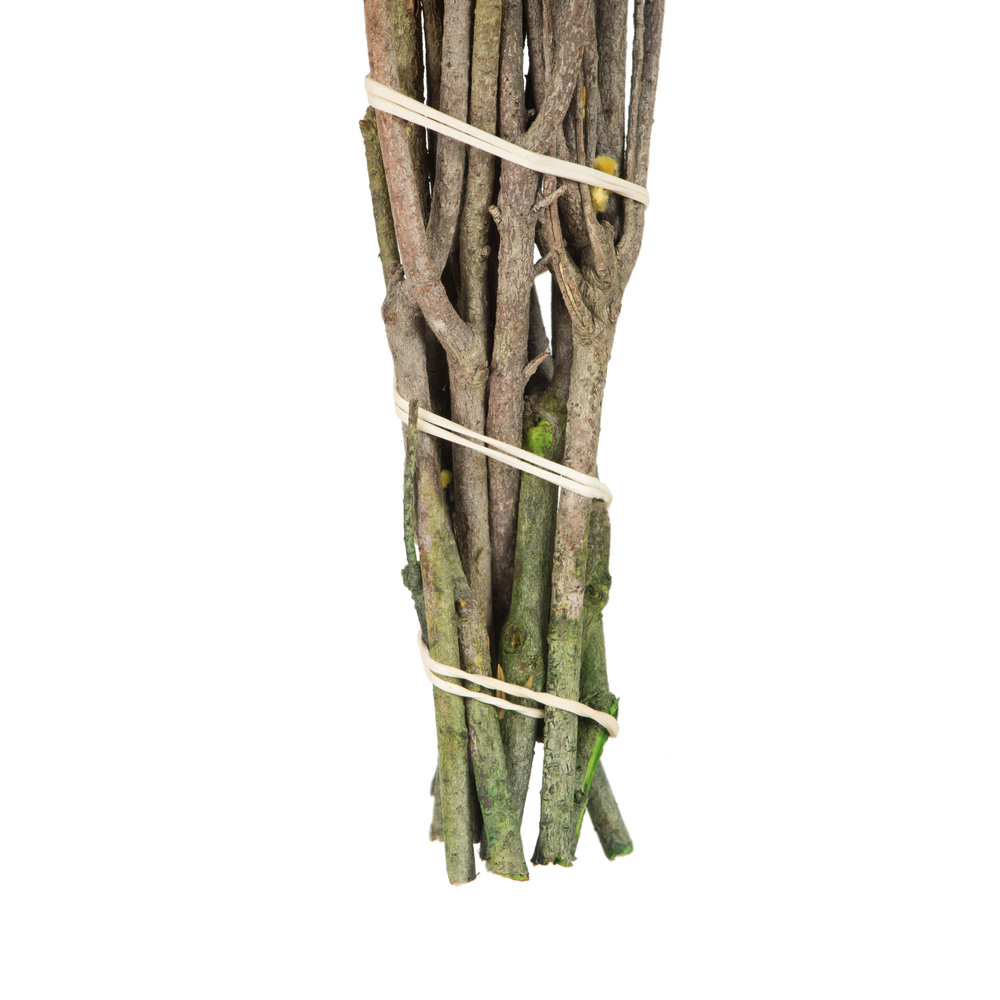 Vickerman Cotton Phylica Flower Bundle, Preserved 4oz
