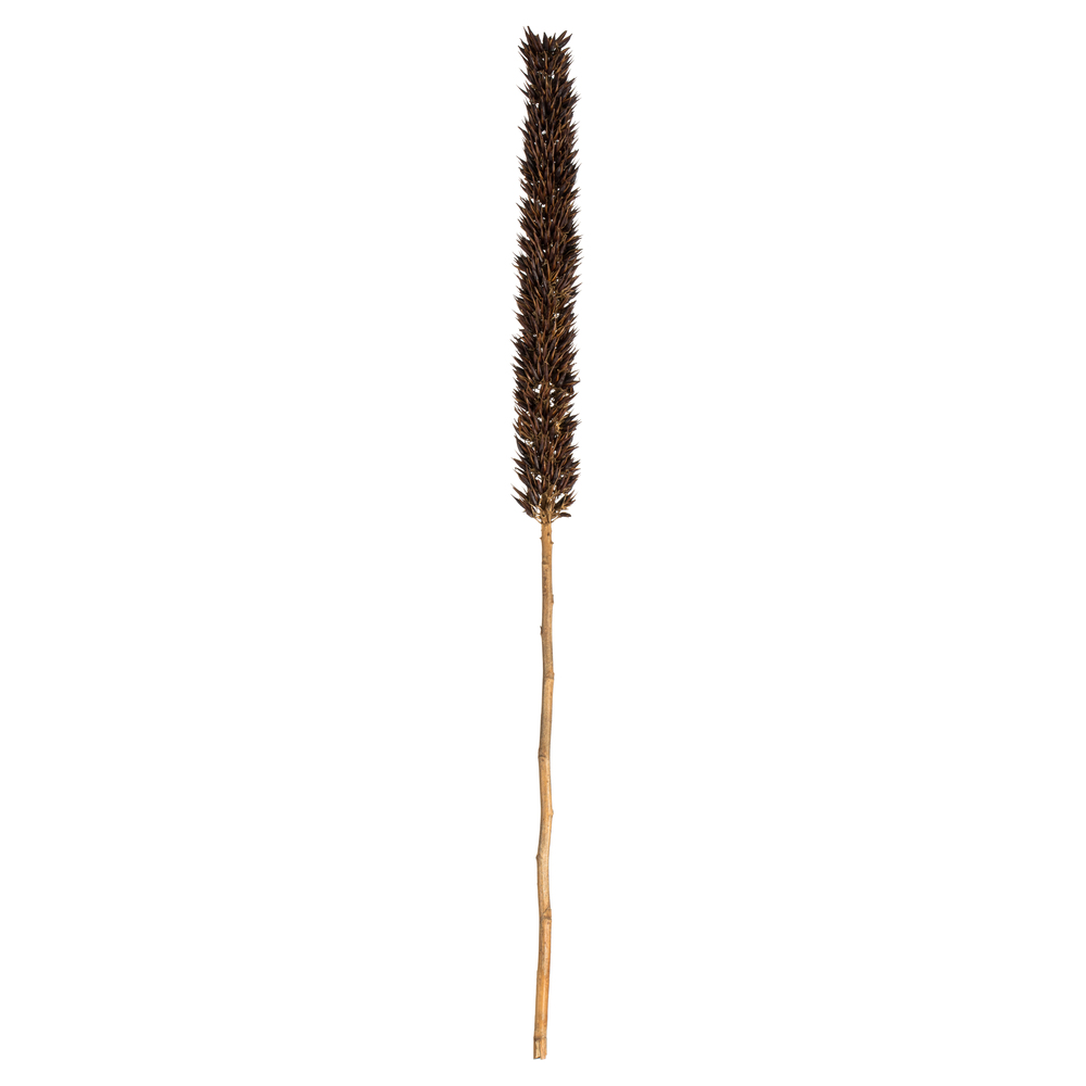 Vickerman Cierus Stem, Dried