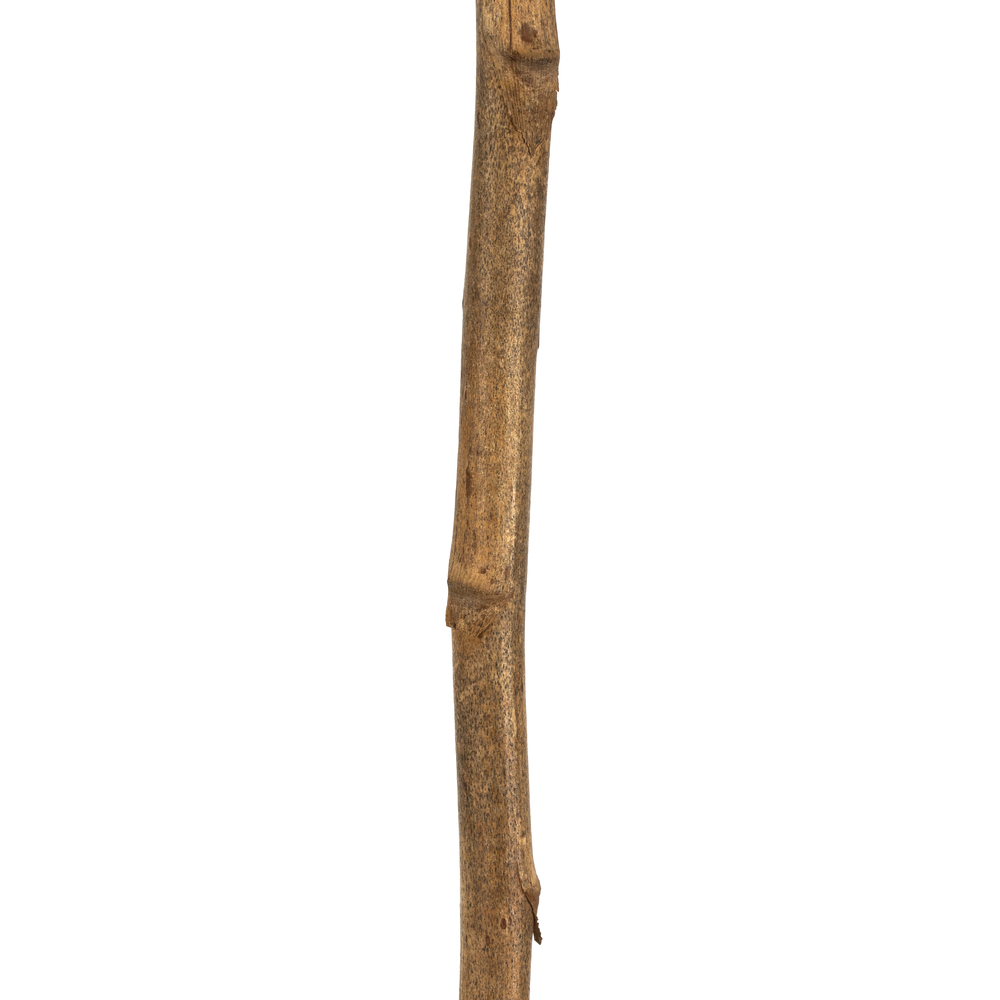 Vickerman Cierus Stem, Dried