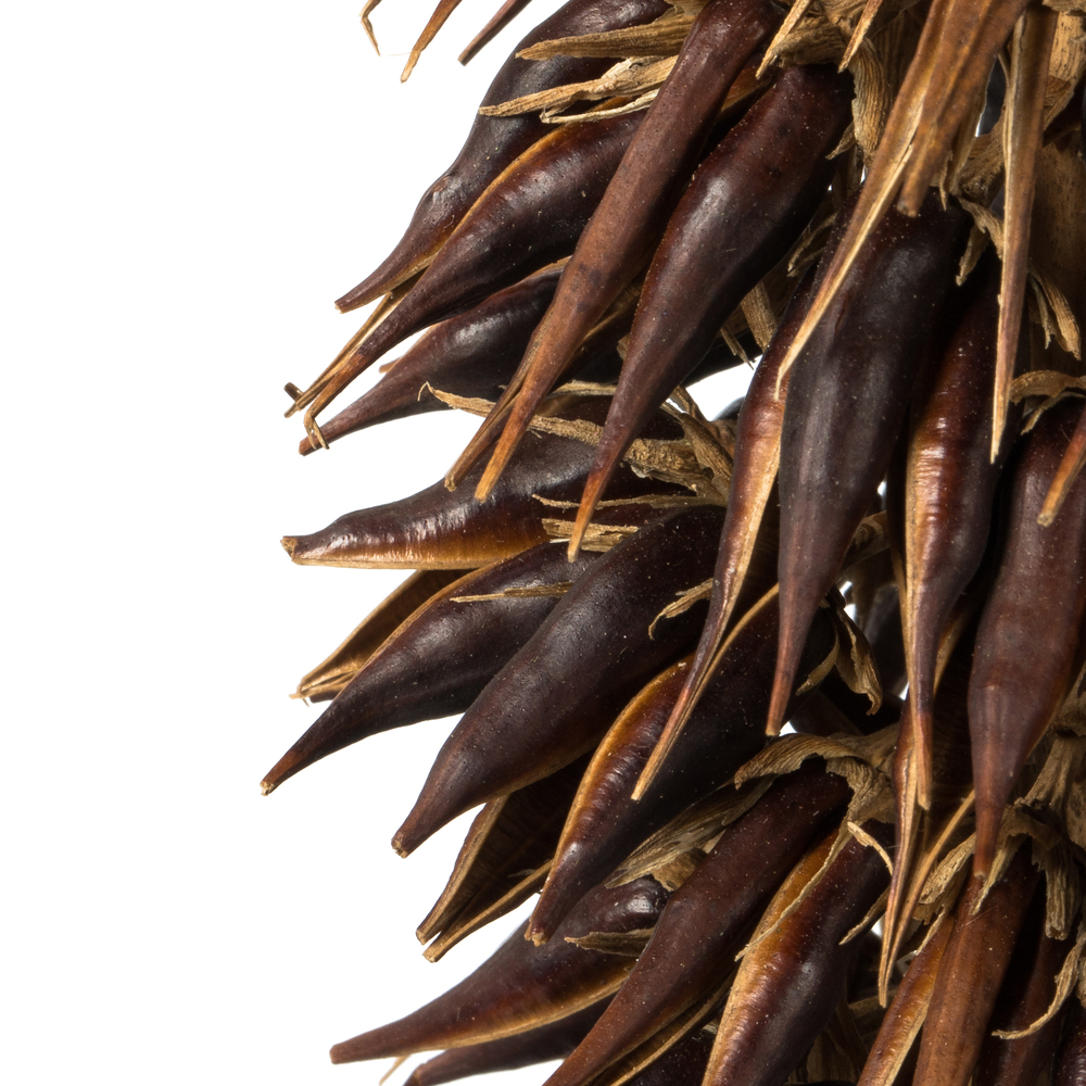 Vickerman Cierus Stem, Dried