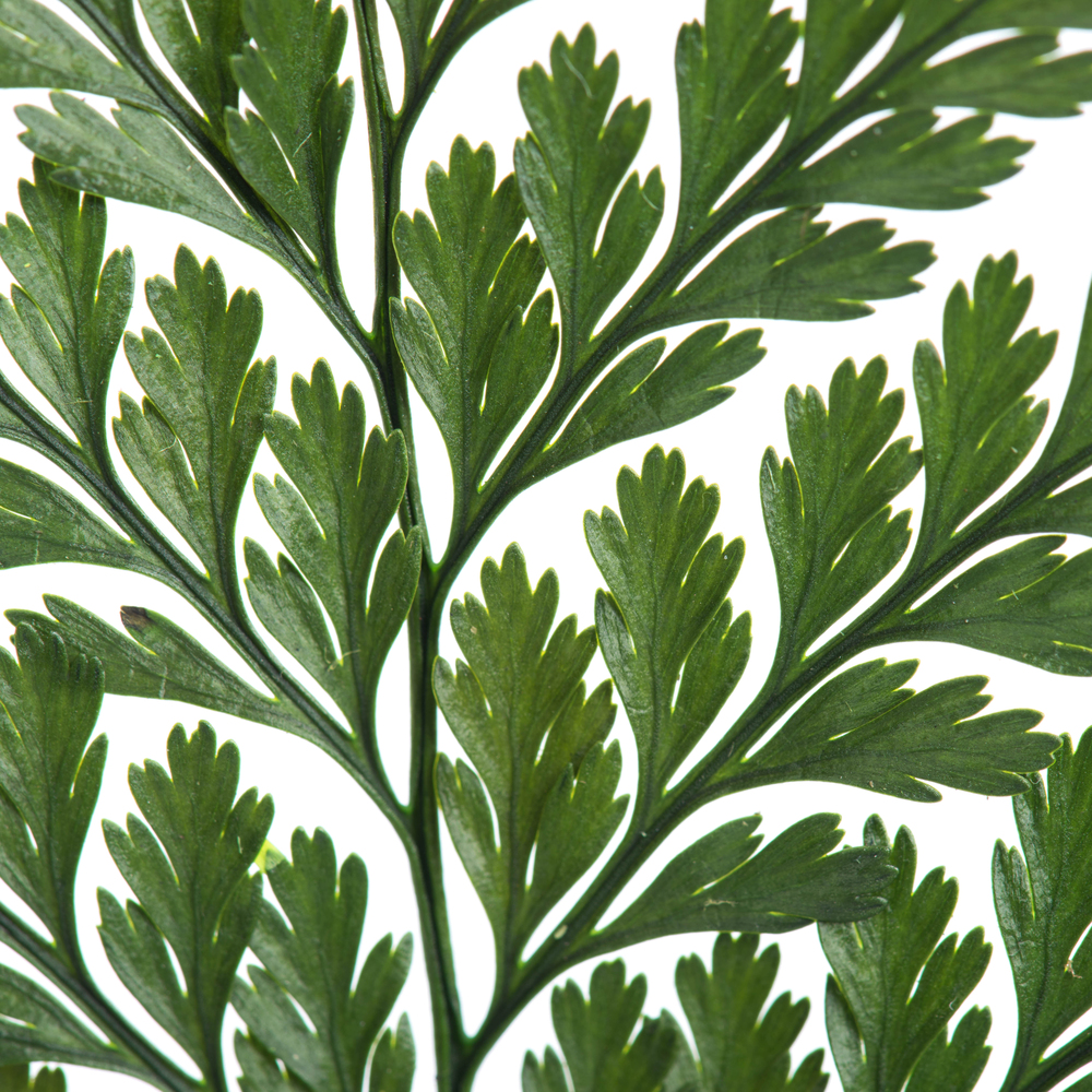 6-10" Green Davalia Fern Stem- 6/Pk
