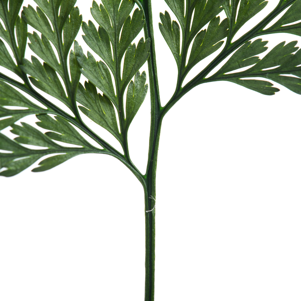 6-10" Green Davalia Fern Stem- 6/Pk