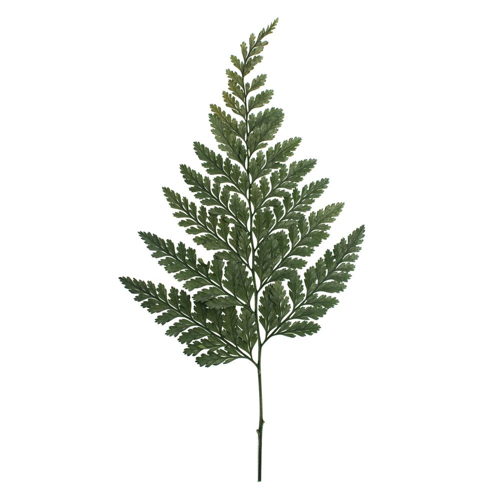 6-10" Green Davalia Fern Stem- 6/Pk