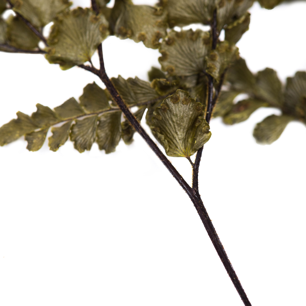 6-10" Green Felci Fern Stem - 6/pk