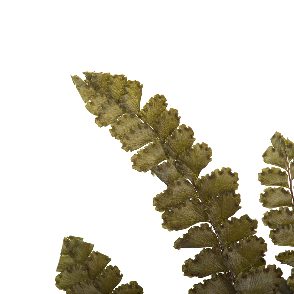 6-10" Green Felci Fern Stem - 6/pk