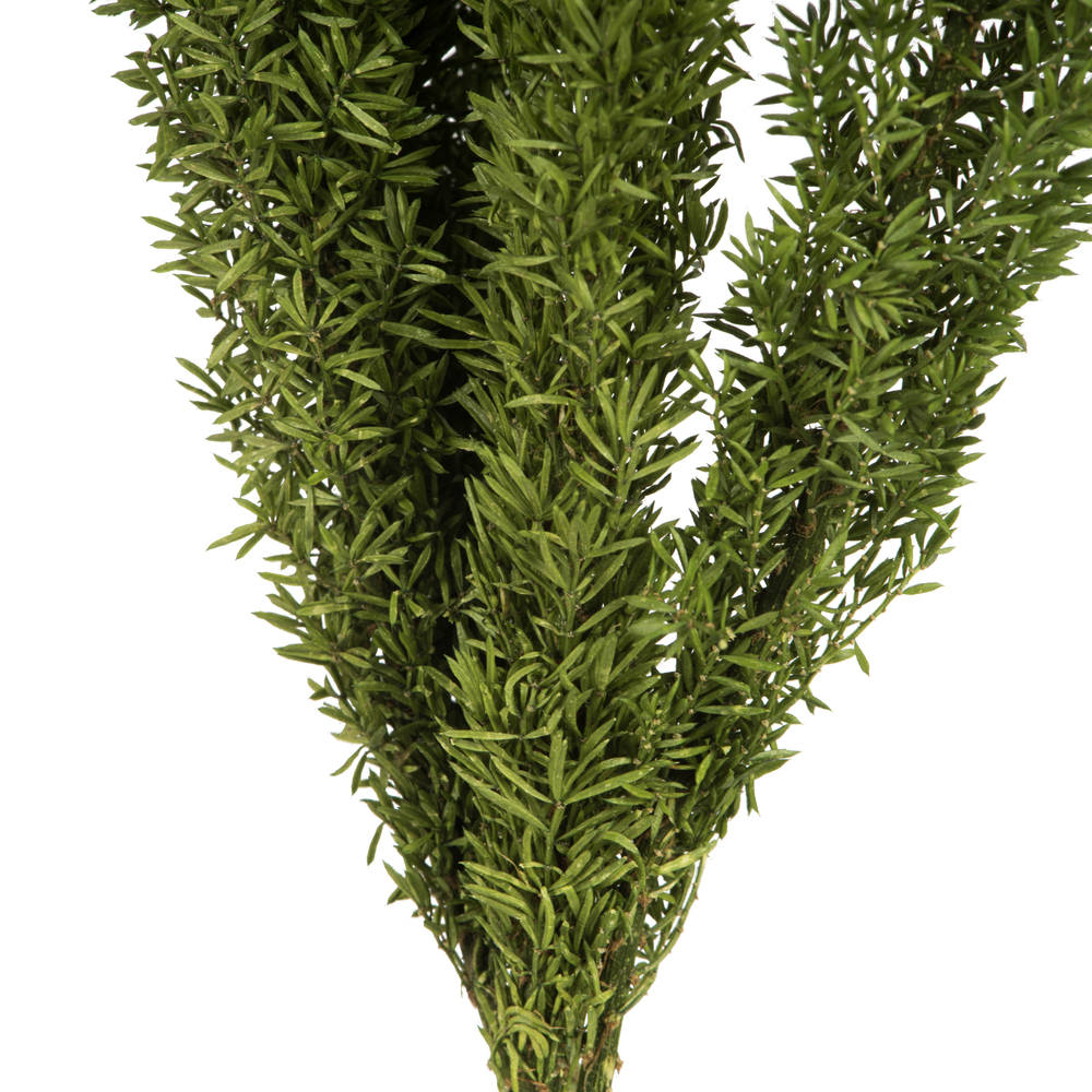 8-10" Green Foxtail Fern 16 Stem Bunch