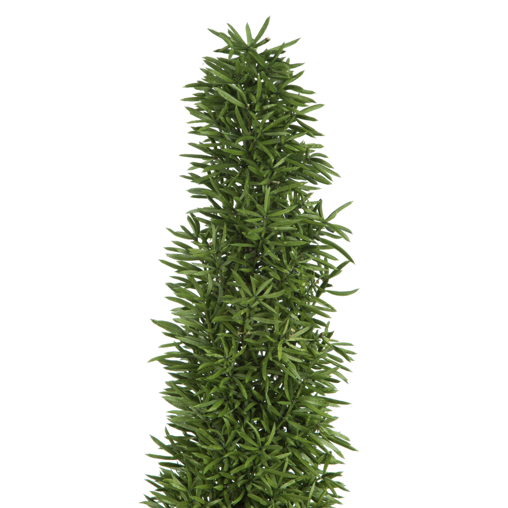 8-10" Green Foxtail Fern 16 Stem Bunch