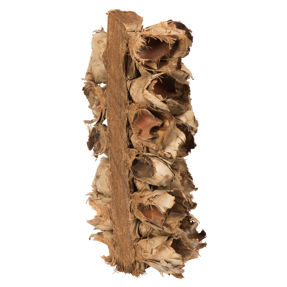 Vickerman Giant Seed Pod Segment, Dried