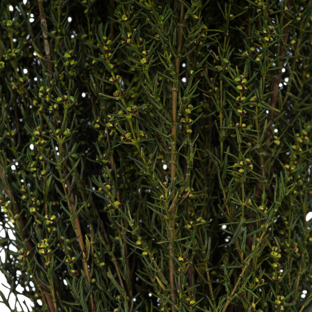 Vickerman 22"-26" Grabia Bundle, Preserved
