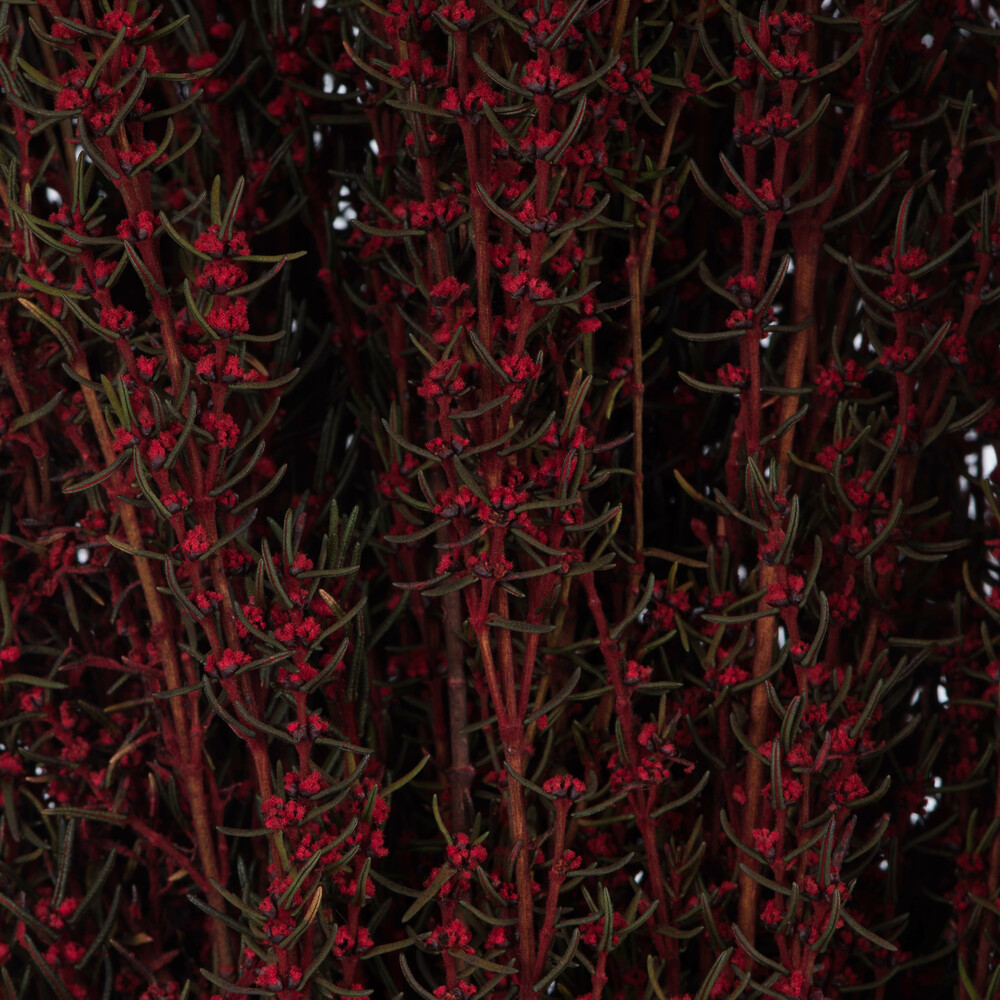 Vickerman 22"-26" Grabia Bundle, Preserved