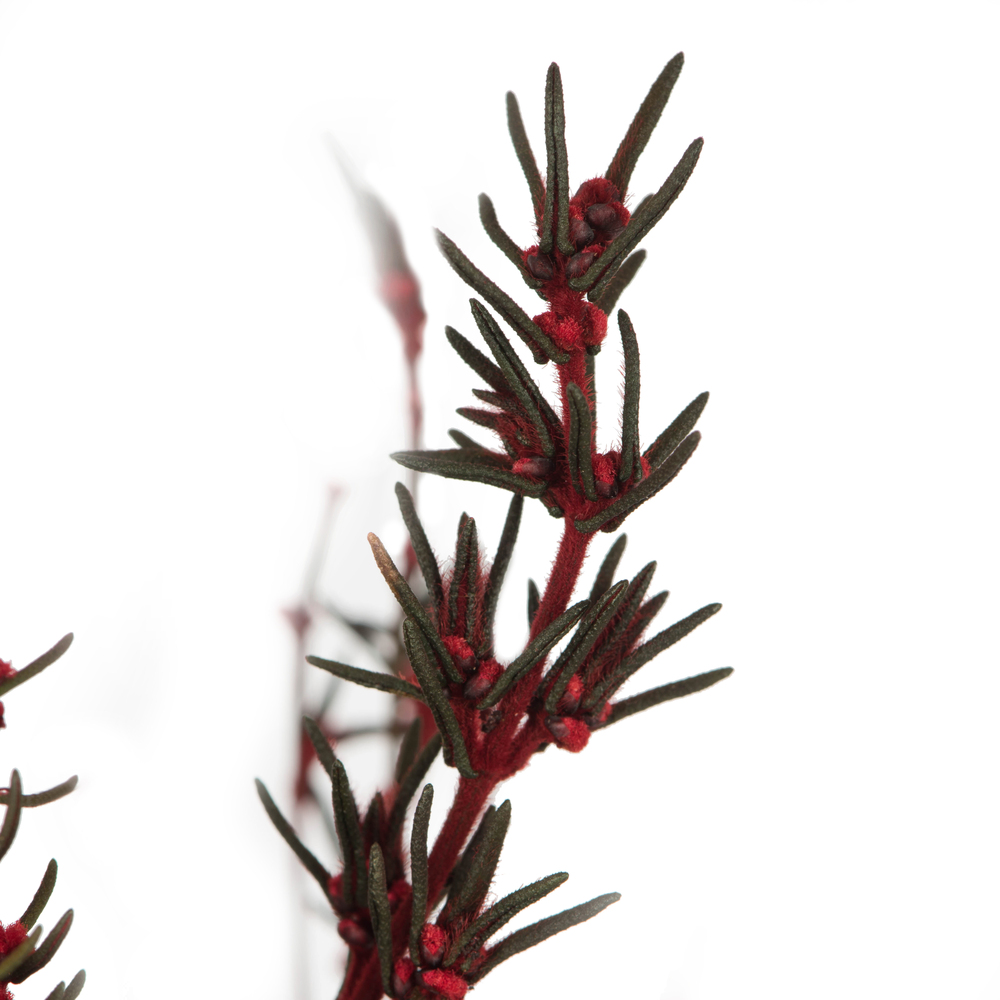 Vickerman 22"-26" Grabia Bundle, Preserved