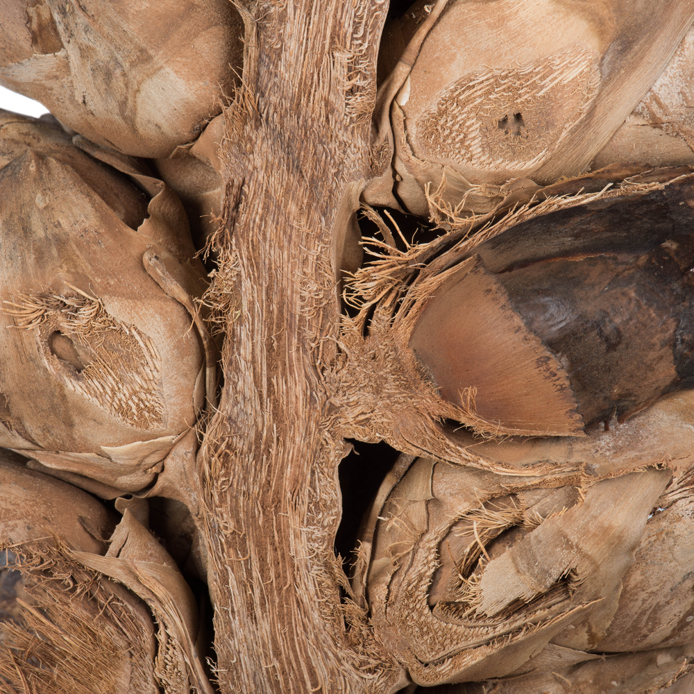 Vickerman Natural Giant Seed Pod Segment, Dried