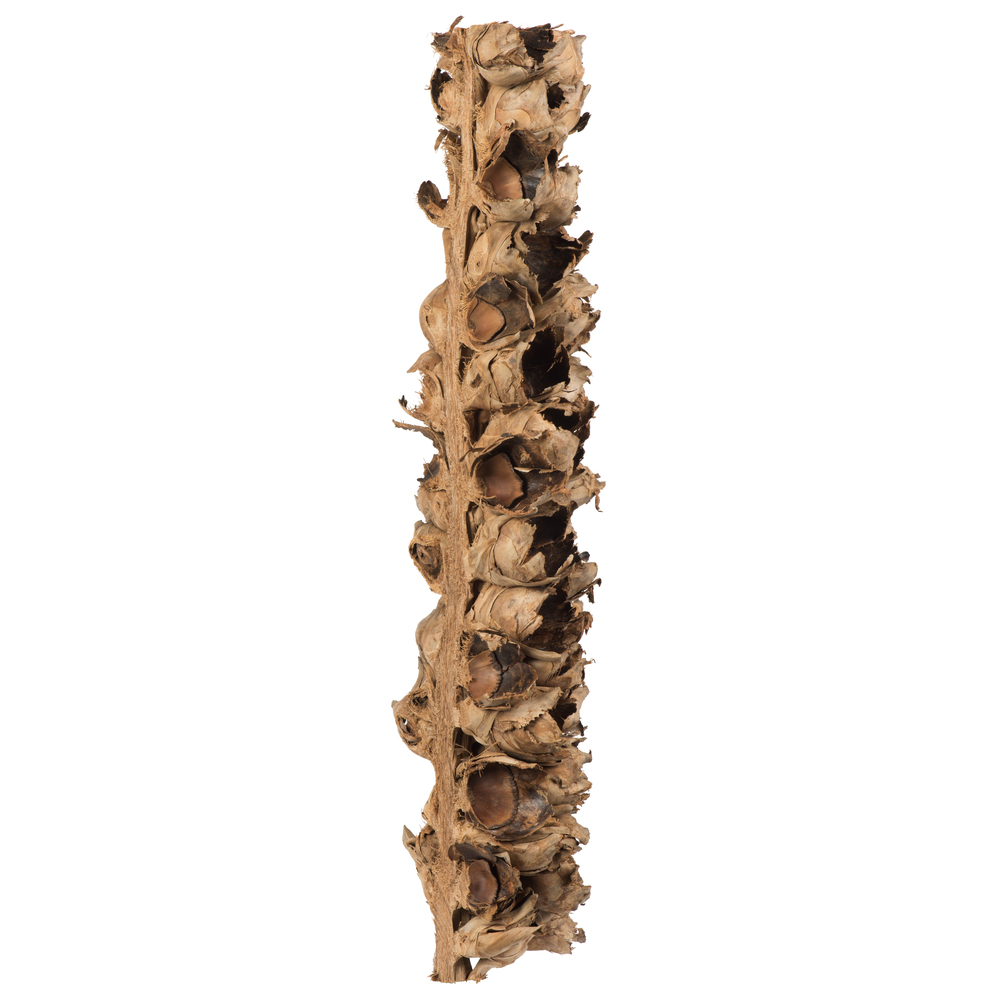 Vickerman Natural Giant Seed Pod Segment, Dried